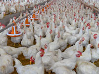 cold chain fruits vegetables